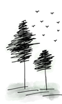 Pine Trees Drawing